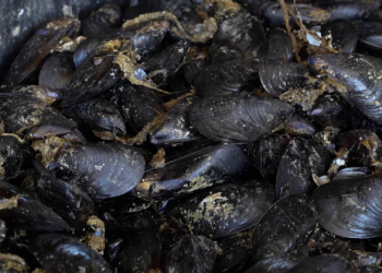 L’elevada temperatura de l’aigua podria afectar la cria de musclo al delta de l’Ebre