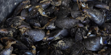 L’elevada temperatura de l’aigua podria afectar la cria de musclo al delta de l’Ebre