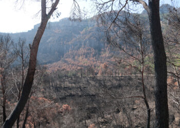Els alcaldes demanen celeritat en l’arribada dels ajuts per l’incendi del Baix Ebre