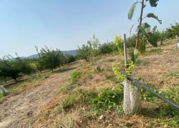Alerta per una plaga de conills a les Terres de l’Ebre: Unió de Pagesos reclama més mesures de control de la fauna