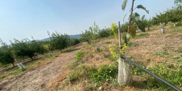 Alerta per una plaga de conills a les Terres de l’Ebre: Unió de Pagesos reclama més mesures de control de la fauna
