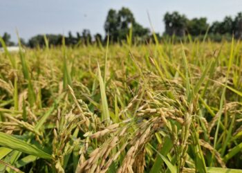 Els pagesos preveuen una collita d’arròss ‘normal’ al delta de l’Ebre