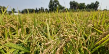 Els pagesos preveuen una collita d’arròss ‘normal’ al delta de l’Ebre