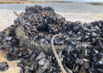 Mort massiva de la cria de musclo al Delta per les altes temperatures
