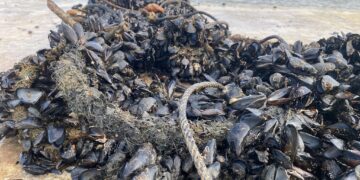 Mort massiva de la cria de musclo al Delta per les altes temperatures