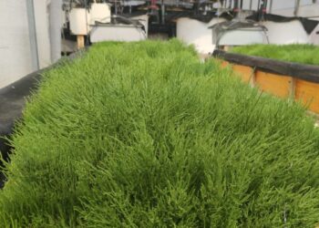 Un projecte de l’IRTA demostra que cultivar plantes amb aigua enriquida amb excrements de peix permet reduir el consum d’aigua en un 90%