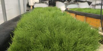 Un projecte de l’IRTA demostra que cultivar plantes amb aigua enriquida amb excrements de peix permet reduir el consum d’aigua en un 90%