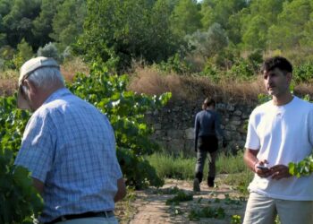 La DO Terra Alta veu millors perspectives durant esta verema després de dos anys de sequera extrema
