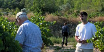 La DO Terra Alta veu millors perspectives durant esta verema després de dos anys de sequera extrema