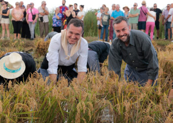 Ordeig fa una crida a societat i sector primari per sumar esforços a la Festa de la Sega de l’Arròs de Deltebre