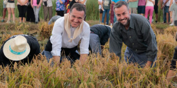 Ordeig fa una crida a societat i sector primari per sumar esforços a la Festa de la Sega de l’Arròs de Deltebre