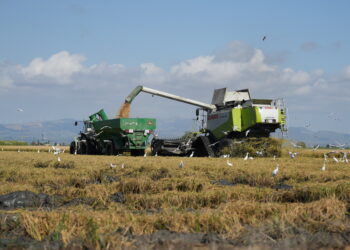 Preocupació pels preus i el descontrol del caragol poma en plena campanya de sega de l’arròs