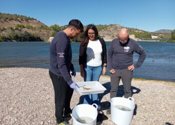 L’IDECE analitzarà el primer any de funcionament de la rampa de peixos de l’assut de Xerta-Tivenys