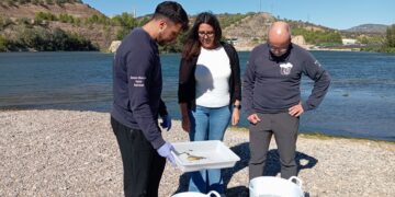 L’IDECE analitzarà el primer any de funcionament de la rampa de peixos de l’assut de Xerta-Tivenys
