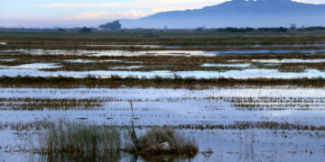 El govern espanyol atura el projecte d’atermenament al delta de l’Ebre