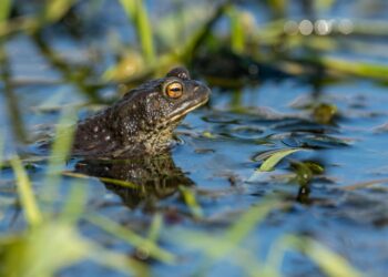 ‘La faula de l’espill de fang’