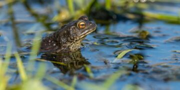 ‘La faula de l’espill de fang’