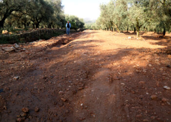Els pagesos temem que els fongs acabin de malmetre l’oliva i els cítrics després de les pluges