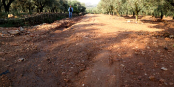 Els pagesos temem que els fongs acabin de malmetre l’oliva i els cítrics després de les pluges