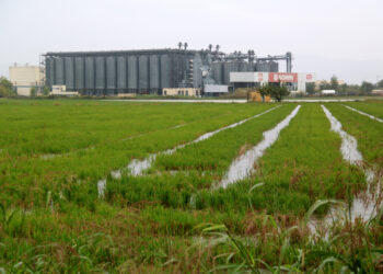 Les pluges malmenten part de la collita d’arròs i escampen el caragol poma