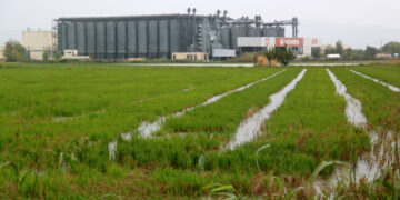 Les pluges malmenten part de la collita d’arròs i escampen el caragol poma