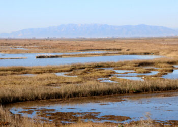Alerten de l’aparició d’un brot de grip aviar al delta de l’Ebre
