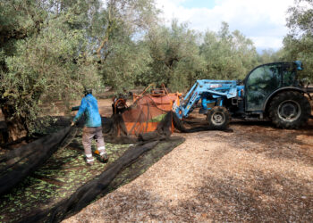 Unió de Pagesos alerta d’una caiguda del 40% en la collita d’oliva al Montsià i al Baix Ebre