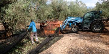 Unió de Pagesos alerta d’una caiguda del 40% en la collita d’oliva al Montsià i al Baix Ebre