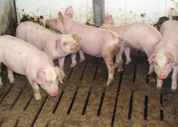 Matemàtiques recreatives dominicals (111)