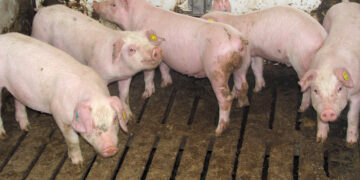 Matemàtiques recreatives dominicals (111)