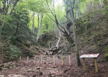 El Parc Natural dels Ports reforça la protecció del Faig Pare