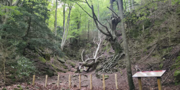 El Parc Natural dels Ports reforça la protecció del Faig Pare