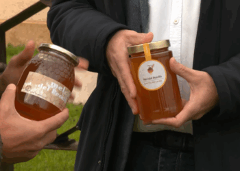 ERC reclama al Senat mesures urgents per protegir el sector apícola davant la competència deslleial de la mel ucraïnesa