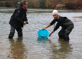 L’Ebre recupera vida: IDECE i CERM alliberen 44 esturions dins del programa Life MigratoEbre