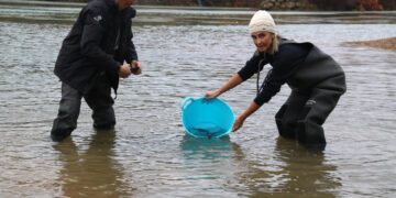 L’Ebre recupera vida: IDECE i CERM alliberen 44 esturions dins del programa Life MigratoEbre