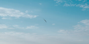 Si no saps volar, t’estampes!