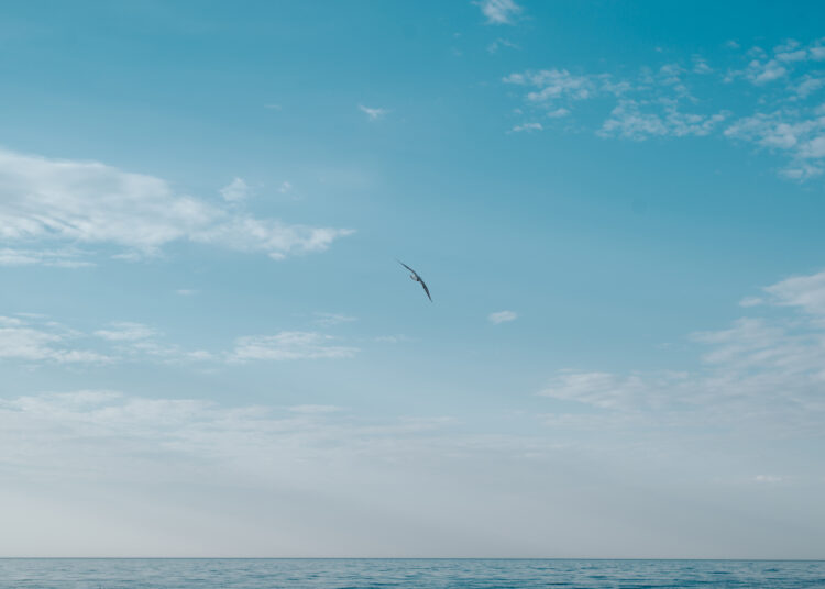 Si no saps volar, t’estampes!