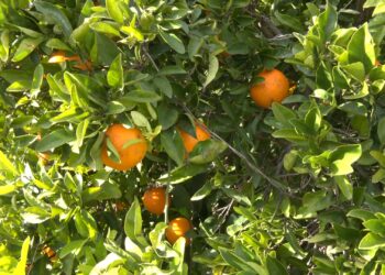 La producció de clementines s’enfonsa per l’impacte climàtic i posa en alerta el sector citrícola ebrenc
