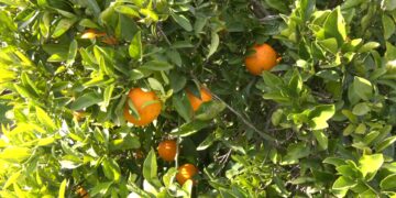 La producció de clementines s’enfonsa per l’impacte climàtic i posa en alerta el sector citrícola ebrenc