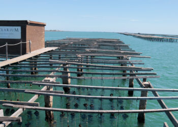 El Govern impulsa un pla de descarbonització per al sector aqüícola del delta de l’Ebre amb una inversió de 5 milions d’euros