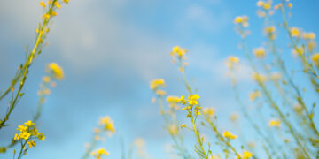 Les pluges disparen el pol·len i compliquen la primavera als al·lèrgics