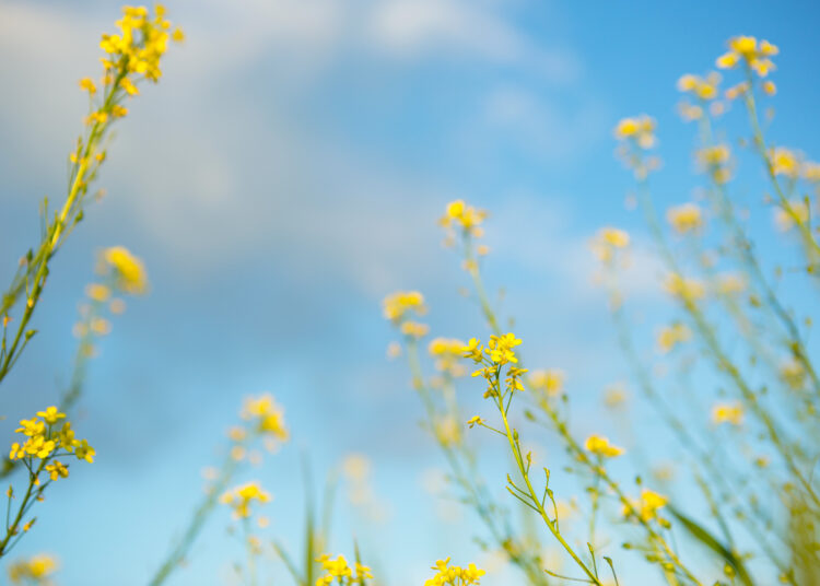 Les pluges disparen el pol·len i compliquen la primavera als al·lèrgics