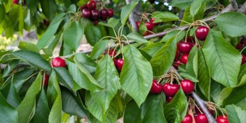 La campanya de la fruita dolça arrenca a la Ribera d’Ebre amb bones perspectives de qualitat