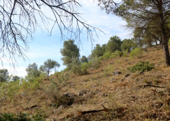 El Govern impulsa el projecte de gestió agroforestal de l’Aube amb 3 milions d’euros dels fons nuclears