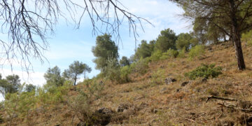 El Govern impulsa el projecte de gestió agroforestal de l’Aube amb 3 milions d’euros dels fons nuclears