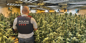 Un detingut i més de 500 plantes de marihuana intervingudes en un habitatge de Roquetes