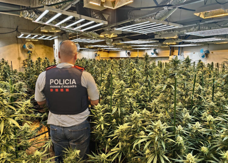 Un detingut i més de 500 plantes de marihuana intervingudes en un habitatge de Roquetes