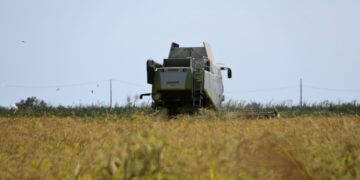 La sega de l’arròs s’avança deu dies al Delta amb preocupació per la caiguda dels preus