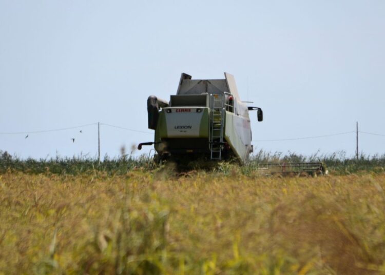 La sega de l’arròs s’avança deu dies al Delta amb preocupació per la caiguda dels preus