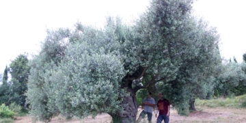 Territori engega la consulta pública per elaborar el decret de conservació de les oliveres monumentals